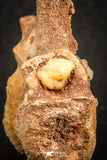 07556 - Top Rare 1.95 Inch Unidentified Theropod Dinosaur Caudal (Tail) Vertebra Bone Cretaceous KemKem Beds