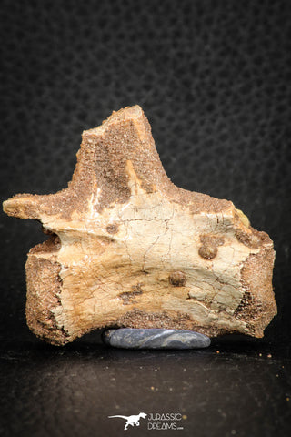 07556 - Top Rare 1.95 Inch Unidentified Theropod Dinosaur Caudal (Tail) Vertebra Bone Cretaceous KemKem Beds