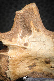 07556 - Top Rare 1.95 Inch Unidentified Theropod Dinosaur Caudal (Tail) Vertebra Bone Cretaceous KemKem Beds