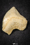 21654 - Great Collection of 10 Squalicorax pristodontus (Crow Shark) Teeth