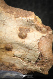 07556 - Top Rare 1.95 Inch Unidentified Theropod Dinosaur Caudal (Tail) Vertebra Bone Cretaceous KemKem Beds