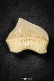 21654 - Great Collection of 10 Squalicorax pristodontus (Crow Shark) Teeth