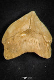 21654 - Great Collection of 10 Squalicorax pristodontus (Crow Shark) Teeth