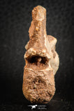 07556 - Top Rare 1.95 Inch Unidentified Theropod Dinosaur Caudal (Tail) Vertebra Bone Cretaceous KemKem Beds