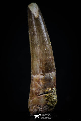 20433 - Nicely Preserved 1.83 Inch Spinosaurus Dinosaur Tooth Cretaceous