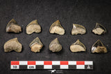 21655 - Great Collection of 10 Black Squalicorax pristodontus (Crow Shark) Teeth