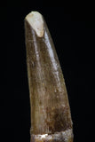 20433 - Nicely Preserved 1.83 Inch Spinosaurus Dinosaur Tooth Cretaceous