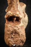 07556 - Top Rare 1.95 Inch Unidentified Theropod Dinosaur Caudal (Tail) Vertebra Bone Cretaceous KemKem Beds