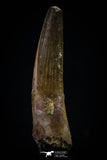 20433 - Nicely Preserved 1.83 Inch Spinosaurus Dinosaur Tooth Cretaceous