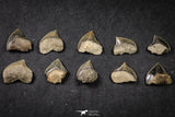 21655 - Great Collection of 10 Black Squalicorax pristodontus (Crow Shark) Teeth