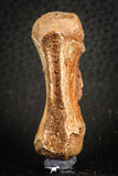07556 - Top Rare 1.95 Inch Unidentified Theropod Dinosaur Caudal (Tail) Vertebra Bone Cretaceous KemKem Beds