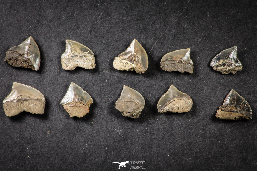 21655 - Great Collection of 10 Black Squalicorax pristodontus (Crow Shark) Teeth