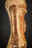 07556 - Top Rare 1.95 Inch Unidentified Theropod Dinosaur Caudal (Tail) Vertebra Bone Cretaceous KemKem Beds