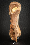 07556 - Top Rare 1.95 Inch Unidentified Theropod Dinosaur Caudal (Tail) Vertebra Bone Cretaceous KemKem Beds