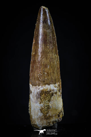 20434 - Nicely Preserved 1.87 Inch Spinosaurus Dinosaur Tooth Cretaceous