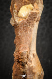 07556 - Top Rare 1.95 Inch Unidentified Theropod Dinosaur Caudal (Tail) Vertebra Bone Cretaceous KemKem Beds