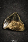 21655 - Great Collection of 10 Black Squalicorax pristodontus (Crow Shark) Teeth