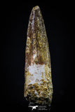 20434 - Nicely Preserved 1.87 Inch Spinosaurus Dinosaur Tooth Cretaceous