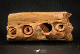 07557 - Top Rare 3.48 Inch Elosuchus sp Crocodile Partial Maxillary KemKem Beds