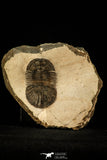 30546 - Top Beautiful 2.16 Inch Scabriscutellum sp Middle Devonian Trilobite