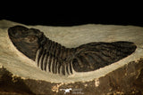 30546 - Top Beautiful 2.16 Inch Scabriscutellum sp Middle Devonian Trilobite