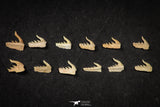21656 - Great Collection of 12 Weltonia ancistrodon Shark Teeth Paleocene