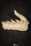 21656 - Great Collection of 12 Weltonia ancistrodon Shark Teeth Paleocene