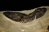 30546 - Top Beautiful 2.16 Inch Scabriscutellum sp Middle Devonian Trilobite