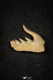 21656 - Great Collection of 12 Weltonia ancistrodon Shark Teeth Paleocene