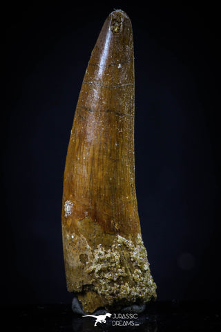 20435 - Nicely Preserved 1.59 Inch Spinosaurus Dinosaur Tooth Cretaceous