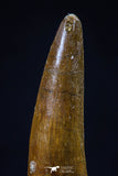 20435 - Nicely Preserved 1.59 Inch Spinosaurus Dinosaur Tooth Cretaceous