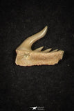 21656 - Great Collection of 12 Weltonia ancistrodon Shark Teeth Paleocene