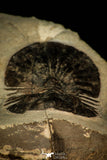 30546 - Top Beautiful 2.16 Inch Scabriscutellum sp Middle Devonian Trilobite