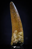 20435 - Nicely Preserved 1.59 Inch Spinosaurus Dinosaur Tooth Cretaceous