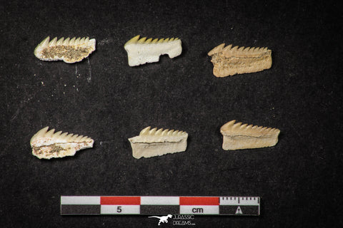 21657 - Great Collection of 6 Hexanchus microdon Shark Teeth Paleocene