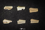 21657 - Great Collection of 6 Hexanchus microdon Shark Teeth Paleocene