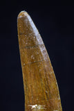 20435 - Nicely Preserved 1.59 Inch Spinosaurus Dinosaur Tooth Cretaceous