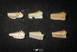 21657 - Great Collection of 6 Hexanchus microdon Shark Teeth Paleocene