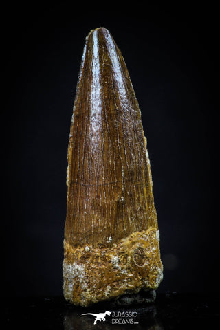 20436 - Well Preserved 1.61 Inch Spinosaurus Dinosaur Tooth Cretaceous