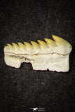 21657 - Great Collection of 6 Hexanchus microdon Shark Teeth Paleocene