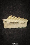 21657 - Great Collection of 6 Hexanchus microdon Shark Teeth Paleocene