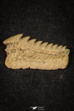 21657 - Great Collection of 6 Hexanchus microdon Shark Teeth Paleocene