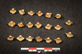 21658 - Great Collection of 20 Ginglymostoma sp Nurse Shark Teeth Paleocene