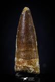 20436 - Well Preserved 1.61 Inch Spinosaurus Dinosaur Tooth Cretaceous