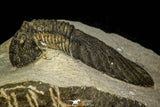 30547 - Top Rare Type 2.60 Inch Scabriscutellum sp Middle Devonian Trilobite