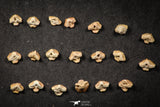 21658 - Great Collection of 20 Ginglymostoma sp Nurse Shark Teeth Paleocene