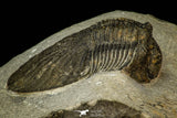 30547 - Top Rare Type 2.60 Inch Scabriscutellum sp Middle Devonian Trilobite