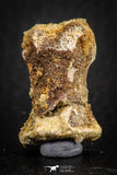 07558 - Rare Unidentified 1.01 Inch Small Theropod Dinosaur or Crocodile Phalanx Bone Cretaceous KemKem