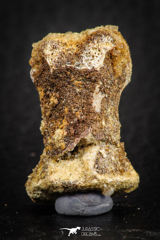 07558 - Rare Unidentified 1.01 Inch Small Theropod Dinosaur or Crocodile Phalanx Bone Cretaceous KemKem