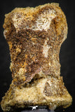 07558 - Rare Unidentified 1.01 Inch Small Theropod Dinosaur or Crocodile Phalanx Bone Cretaceous KemKem